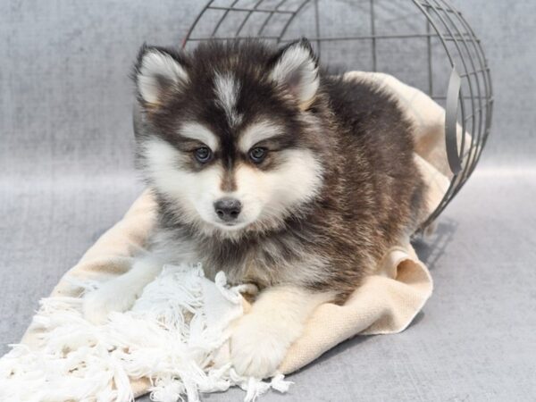 Pomsky-Dog-Male-B&W-36567-Petland Novi, Michigan