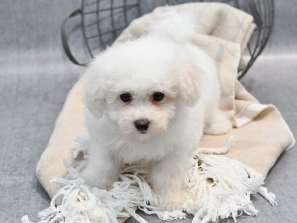 Bichon Frise-Dog-Male-White-36569-Petland Novi, Michigan