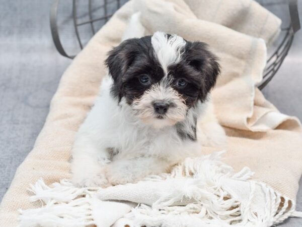 Daisy Dog-Dog-Female-Blue & White-36571-Petland Novi, Michigan