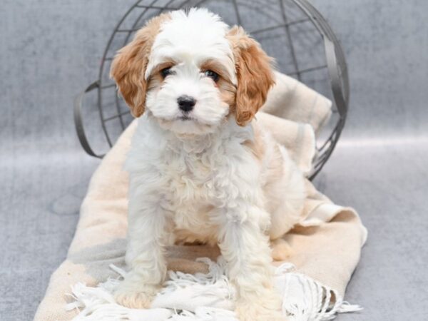 Cavachon-Dog-Female-Blenheim & White-36573-Petland Novi, Michigan