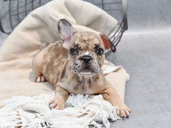 French Bulldog-Dog-Male-Chocolate Merle-36577-Petland Novi, Michigan