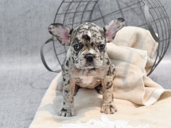 French Bulldog-Dog-Female-Blue Merle-36578-Petland Novi, Michigan