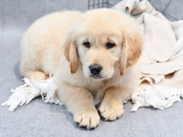 Golden Retriever-Dog-Male-Golden-36579-Petland Novi, Michigan