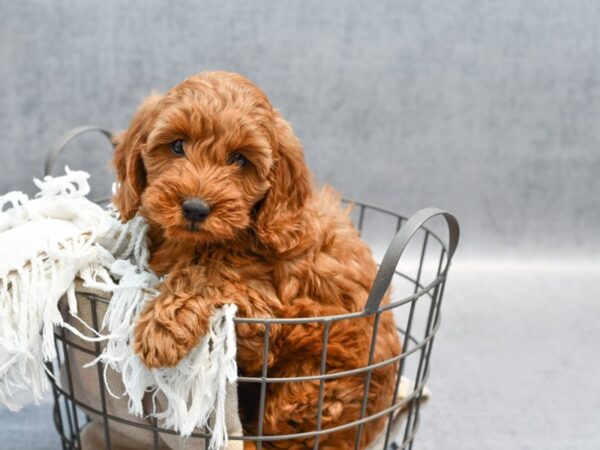 Mini Goldendoodle-Dog-Female-Red-36581-Petland Novi, Michigan