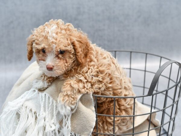 Cavapoo-Dog-Female-Red & White-36582-Petland Novi, Michigan