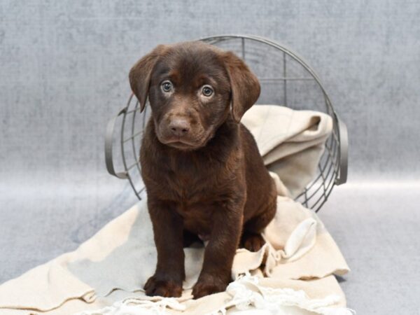 Labrador Retriever-Dog-Male-Chocolate-36587-Petland Novi, Michigan