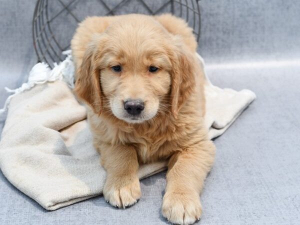 Golden Retriever-Dog-Male-Golden-36589-Petland Novi, Michigan