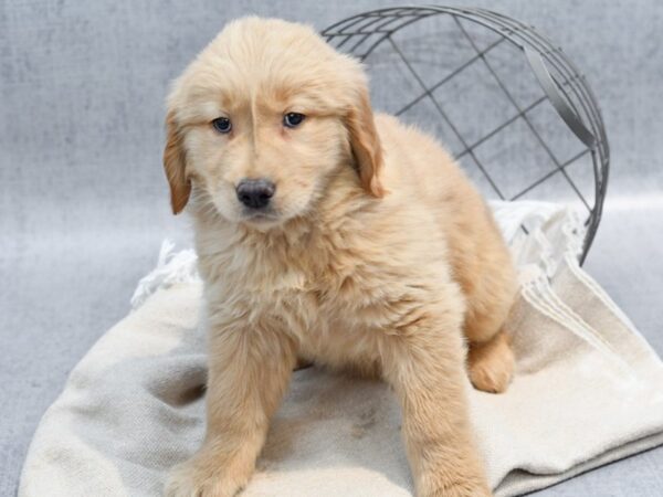 Golden Retriever-Dog-Female-Golden-36590-Petland Novi, Michigan