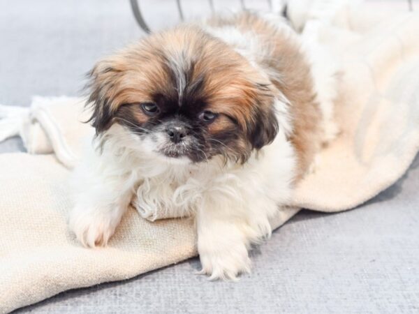 Pekingese-Dog-Female-Sable/White-36591-Petland Novi, Michigan