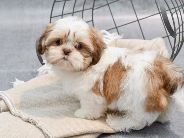 Shih Tzu-Dog-Female-Liver / White-36595-Petland Novi, Michigan