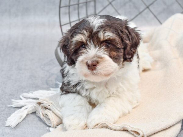 Havanese-Dog-Male-Chocolate / White-36600-Petland Novi, Michigan