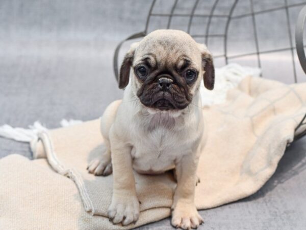 Pug-Dog-Female-Fawn-36601-Petland Novi, Michigan