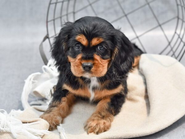 Cockalier-Dog-Male-Black / Tan-36602-Petland Novi, Michigan