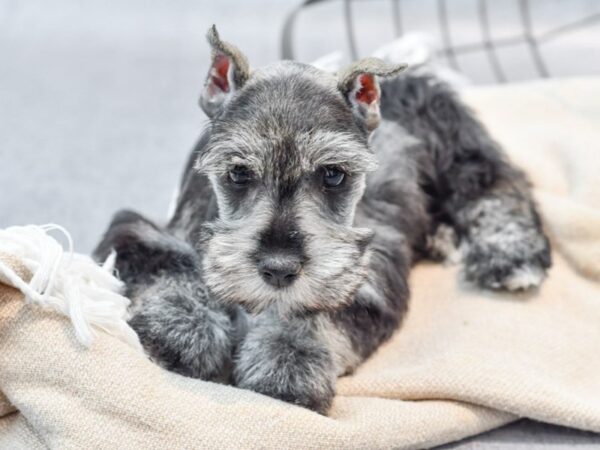 Miniature Schnauzer-Dog-Female-Salt / Pepper-36603-Petland Novi, Michigan