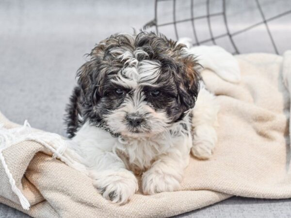 Daisy Dog-Dog-Male-Brown / White-36604-Petland Novi, Michigan