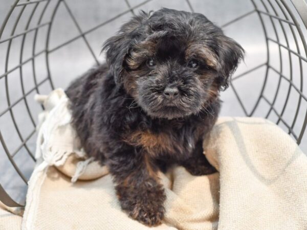 Yorkiepoo-Dog-Male-Black-36606-Petland Novi, Michigan