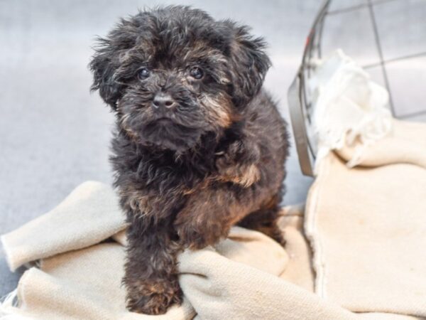 Yorkiepoo-Dog-Male-Black-36607-Petland Novi, Michigan