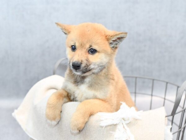 Shiba Inu-Dog-Female-Red-36626-Petland Novi, Michigan