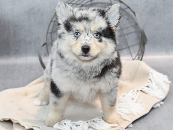 Pomsky-Dog-Female-Blue Merle-36618-Petland Novi, Michigan