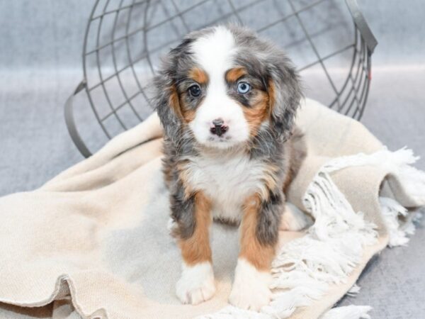 Miniature Bernese Mountain Dog-Dog-Male-Blue Merle-36620-Petland Novi, Michigan