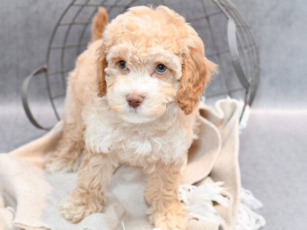 Cockadoodle-Dog-Female-Red-36629-Petland Novi, Michigan