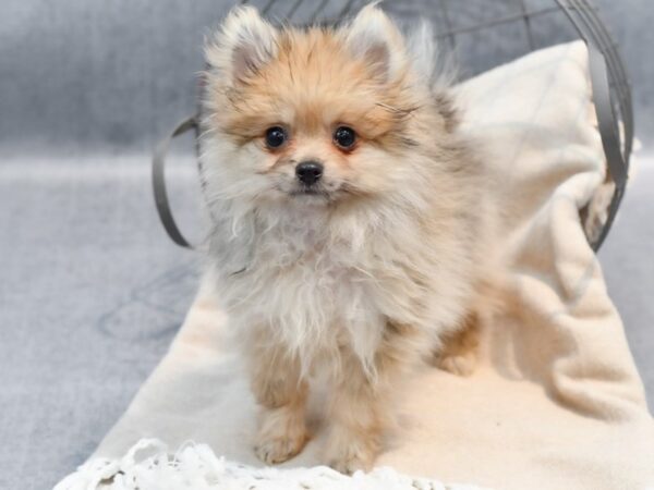 Pomeranian-Dog-Female-Blue Merle-36614-Petland Novi, Michigan