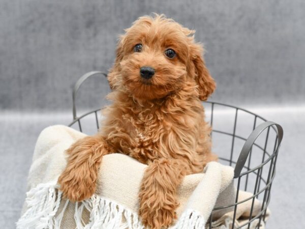 Yorkiepoo-Dog-Male-Red-36616-Petland Novi, Michigan