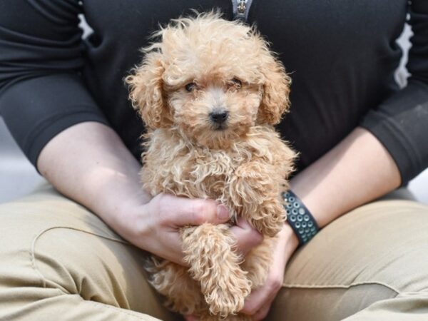 Toy Poodle-Dog-Male-Red-36623-Petland Novi, Michigan