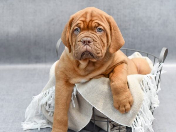 Dogue De Bordeaux-Dog-Male-Red-36637-Petland Novi, Michigan