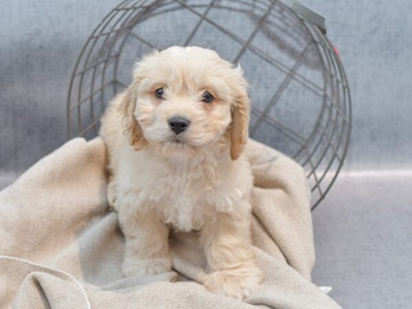 Cavachon-Dog-Male-Red-36411-Petland Novi, Michigan