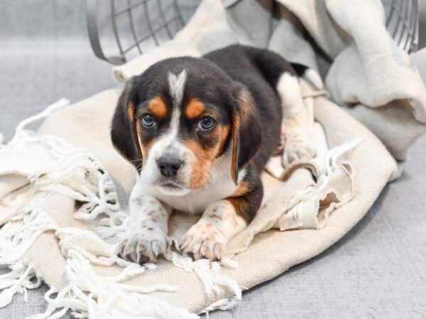 Beagle/Basset Hound Dog Male Tri 36445 Petland Novi, Michigan