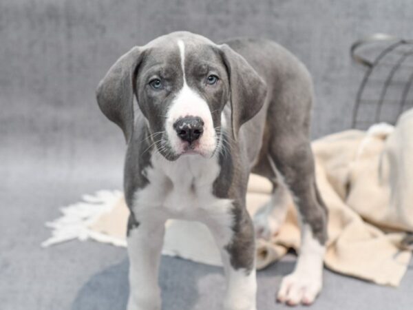 Great Dane Dog Female Blue 36482 Petland Novi, Michigan