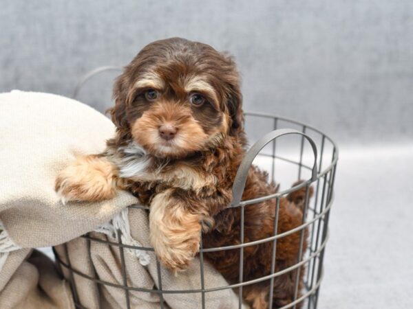 Havapoo Dog Female Chocolate 36493 Petland Novi, Michigan