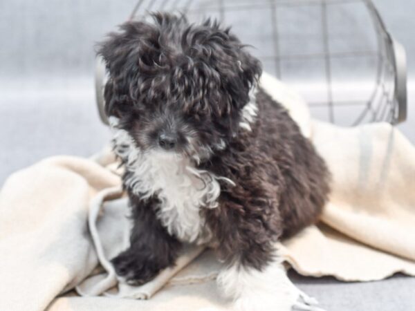 Aussiepoo Dog Male Black 36505 Petland Novi, Michigan