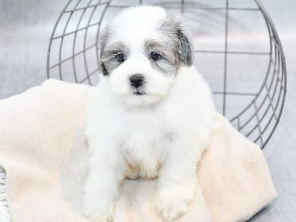 [#36535] Blue & White Piebold Male Maltipoo-Pom Puppies For Sale