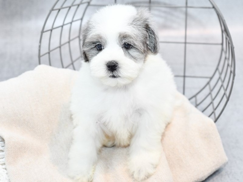 Maltipoo-Pom - 36535 Image #1