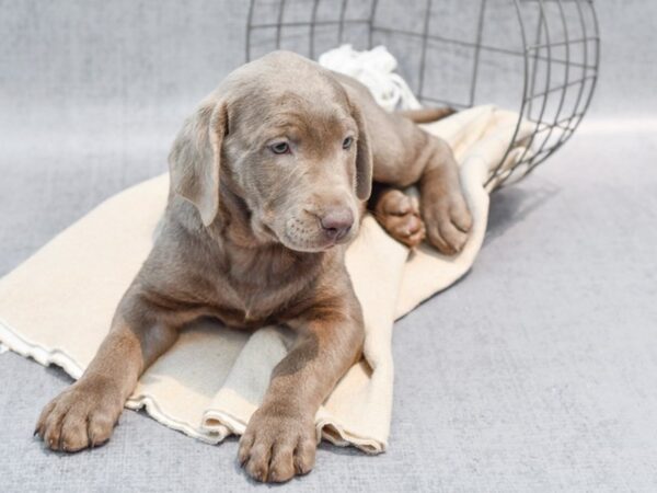 Labrador Retriever-Dog-Female-Silver-36541-Petland Novi, Michigan