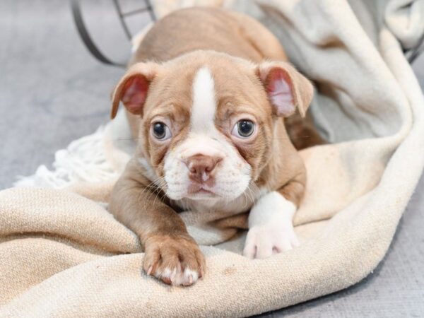 [#36546] Red & White Male Boston Terrier Puppies For Sale