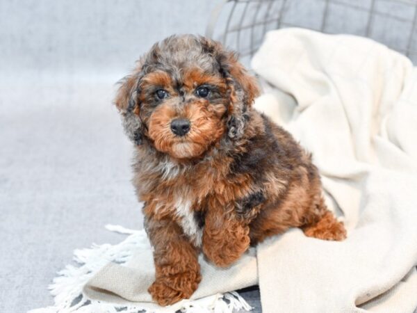 [#36554] Merle Male Miniature Poodle Puppies For Sale