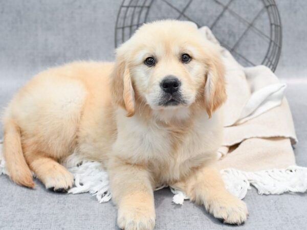 Golden Retriever-Dog-Female-Golden-36580-Petland Novi, Michigan