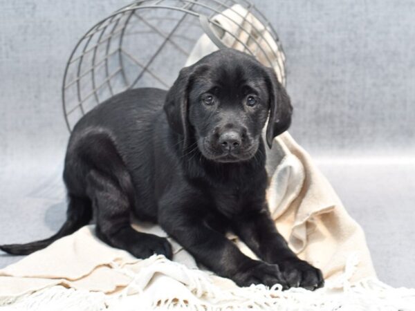 Labrador Retriever-Dog-Female-Black-36586-Petland Novi, Michigan