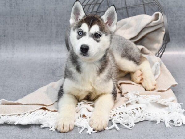 Siberian Husky Dog Female Grey & White 36588 Petland Novi, Michigan