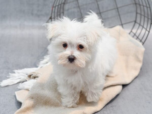 Maltese Dog Male White 36592 Petland Novi, Michigan