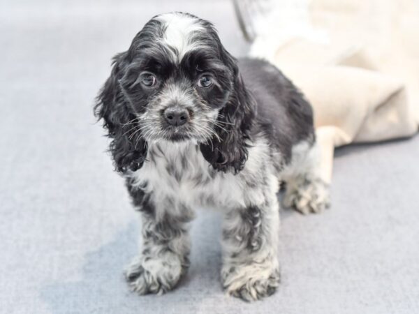 Cocker Spaniel Dog Female Blue Roan 36594 Petland Novi, Michigan