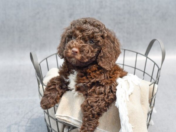 Miniature Newfipoo Dog Female Choc/white 36596 Petland Novi, Michigan