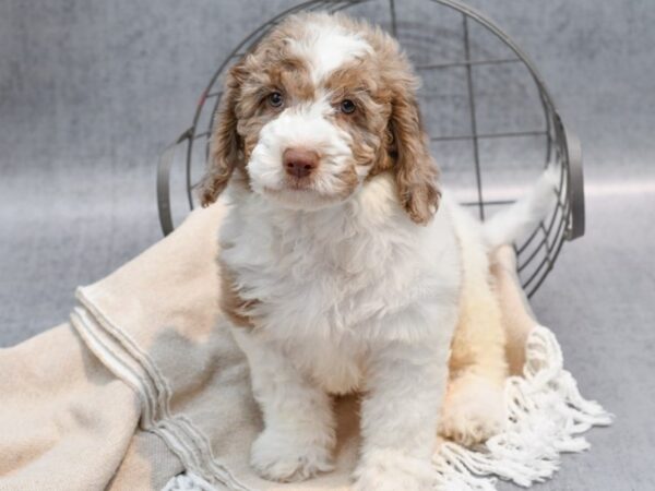 Miniature Newfipoo Dog Male Parti 36597 Petland Novi, Michigan