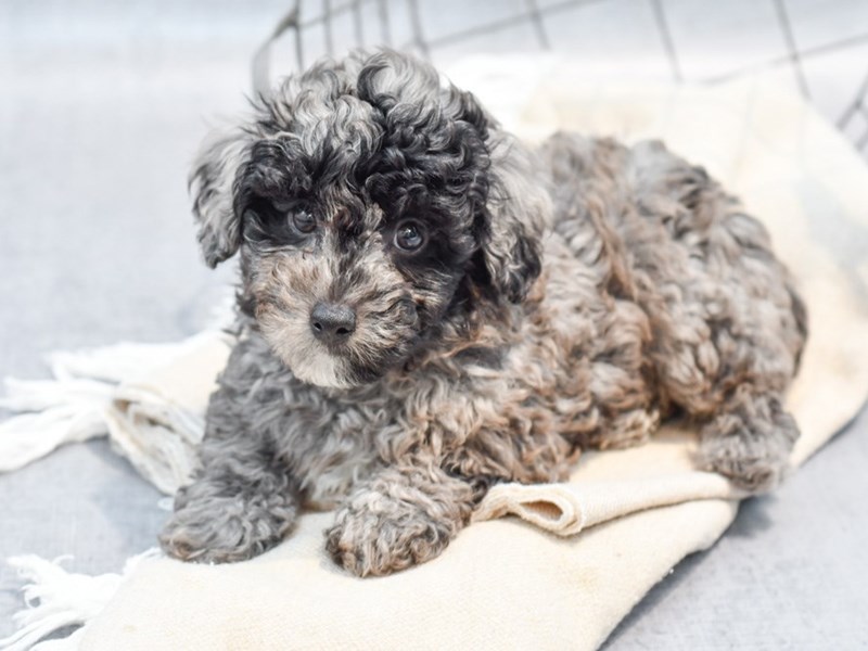 Miniature Poodle - 36598 Image #1