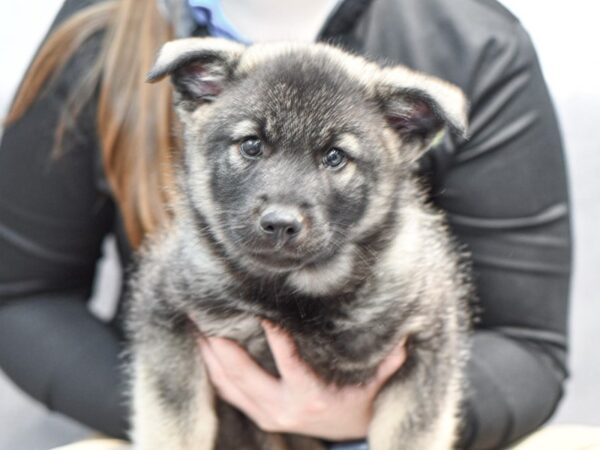 Norwegian Elkhound Dog Male Black / Silver 36605 Petland Novi, Michigan