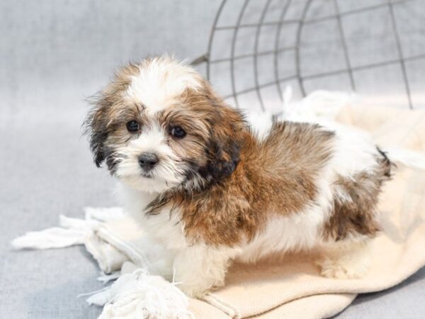 Coton De Tulear Dog Male White & Sable 36608 Petland Novi, Michigan