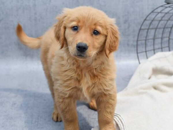 Golden Retriever Dog Female Golden 36609 Petland Novi, Michigan